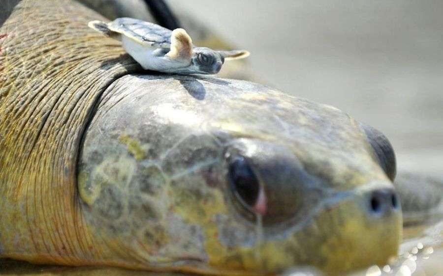 turtlescp.jpg